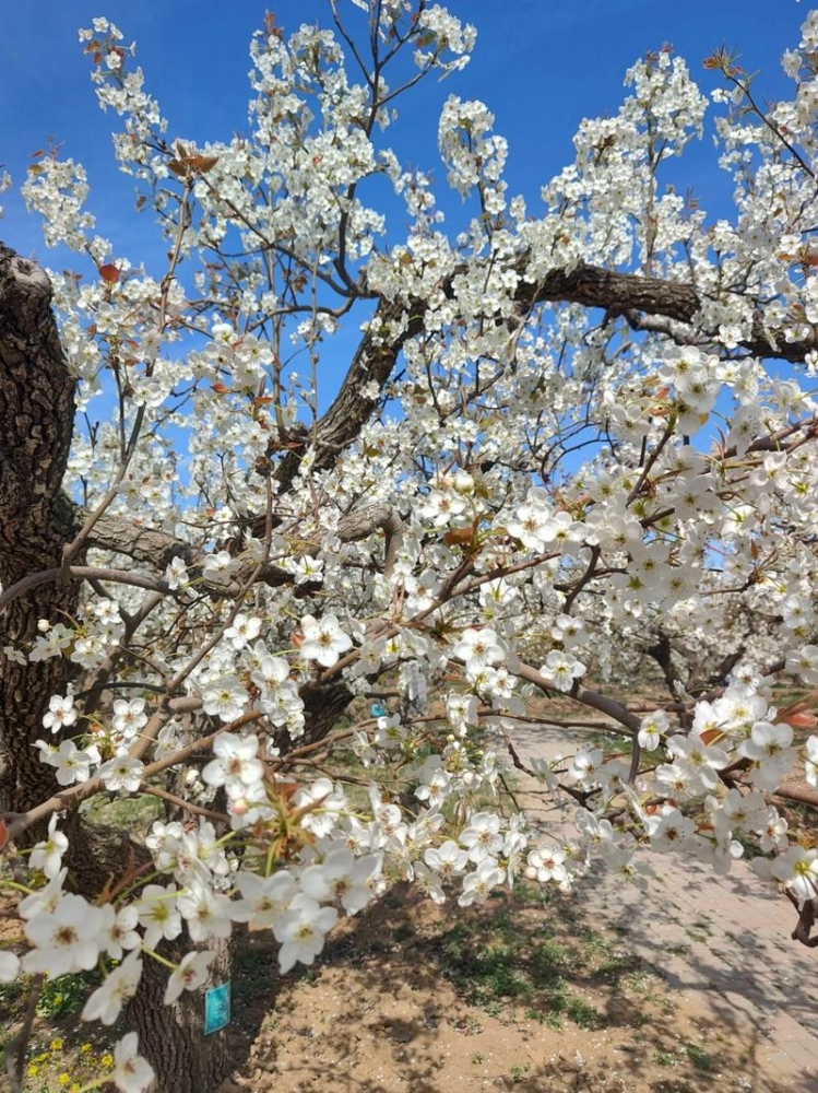 在梨乡烟火里，赴一场旅游交友之约